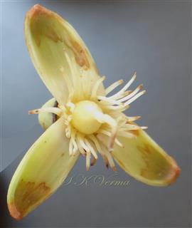   Male flower-Anthers removed